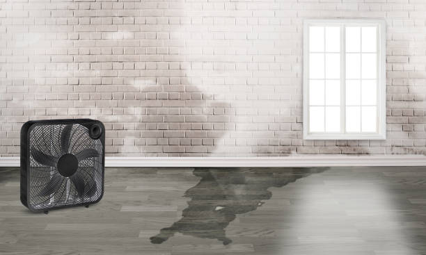 Best Water damage restoration experts  in Ingleside, TX
